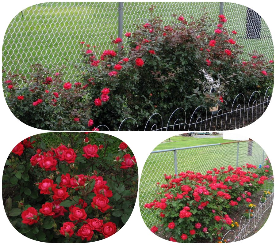 Double Knock Out róże rabatowe